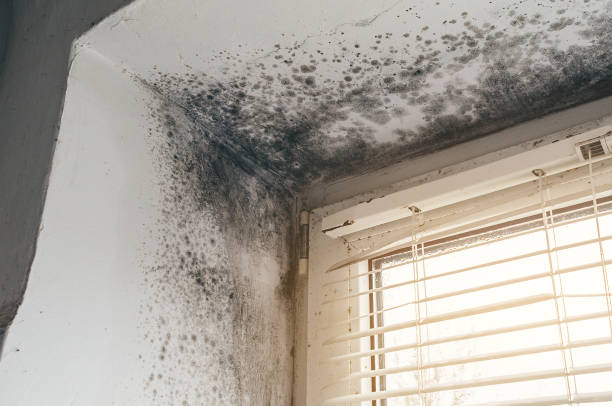 Affordable Commercial Mold Remediation solutions in Orrstown, PA